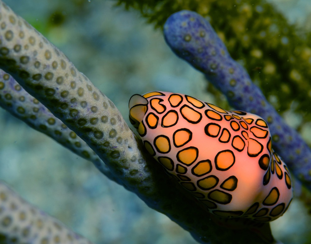El molusco marino llamado cinturita es miembro del phylum Mollusca, familia Ovulidae. Es una especie de 18 mm a 25 mm, cuyo color puede variar desde un crema anaranjado a un anaranjado fuerte. Habita fundamentalmente en fondos de corales.