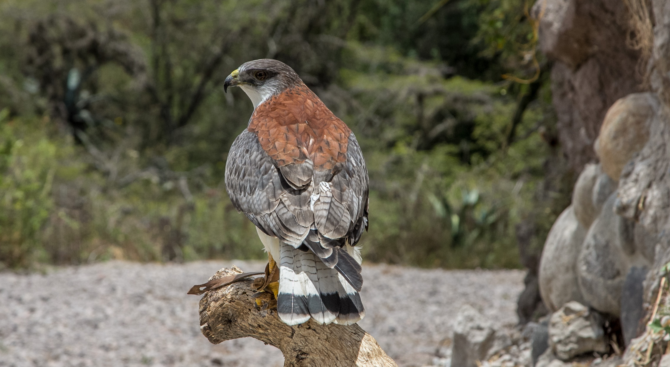 La Fundación Zoológica del Ecuador es el más importante centro de rescate y educación ambiental del país. Varios halcones han sido liberados después de ser atendidos en este centro (Foto: Alejandro Ramírez Anderson)