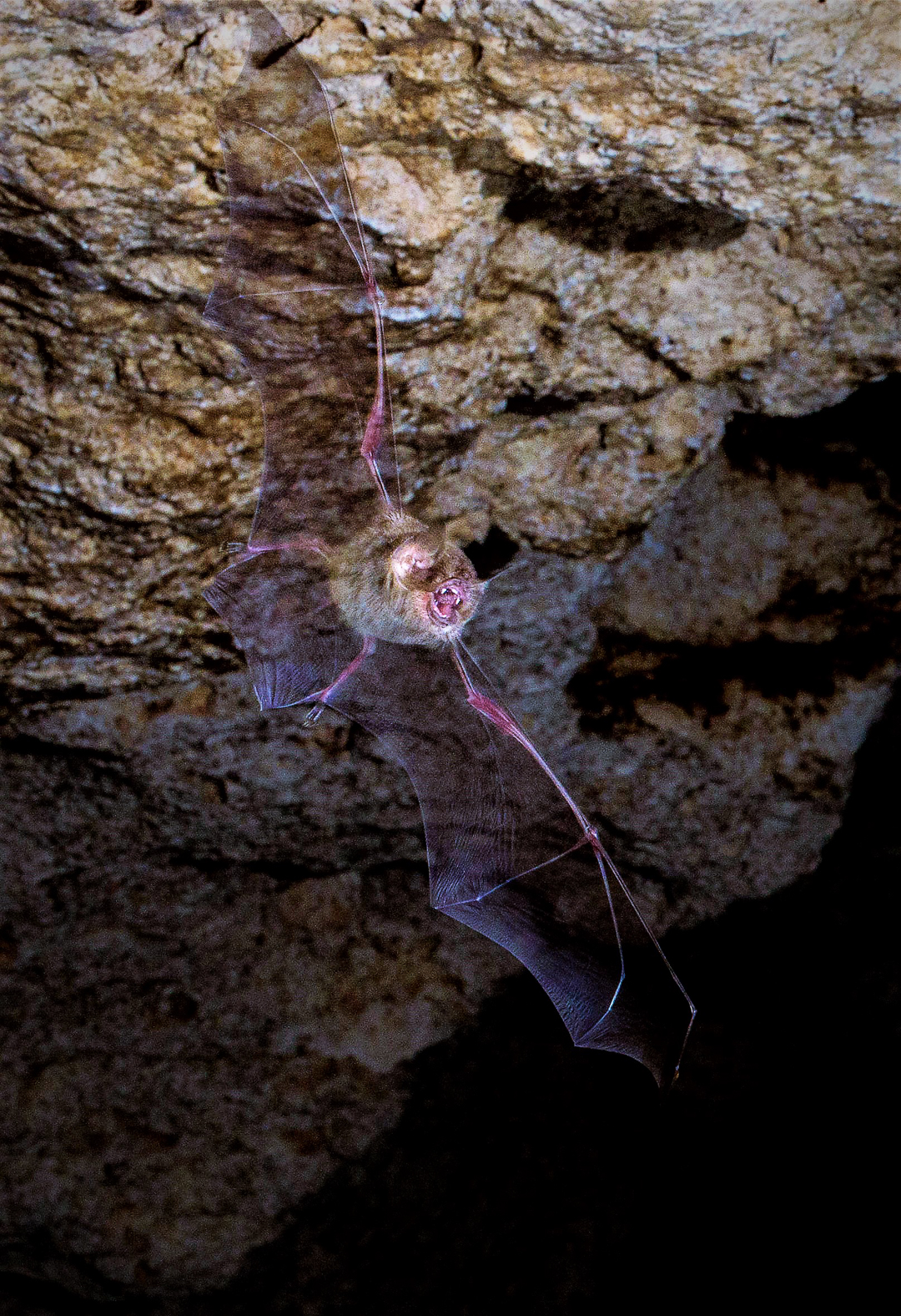 Murciélago Bigotudo Grande (Pteronotus parnelli). Foto tomada durante el éxodo nocturno en la caverna La Barca, Parque Nacional Guanahacabibes. Agradecimientos a Brock y Sherry Fenton (Foto: Jose Manuel de la Cruz Mora).