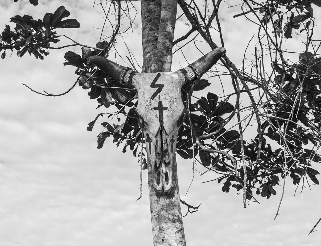 Colgada en un árbol, el cráneo de una vaca con dibujos sobre él, tres cruces, un rayo, marca la mitad del único camino desde la ciudad de Pinar del Río hacia Hoyo del Guamá (Foto: Lázaro Lemus). 